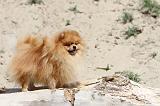 SPITZ ALLEMAND 162